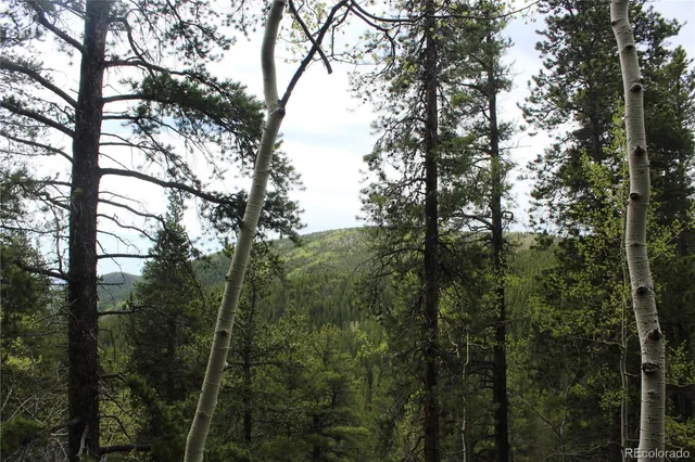 a view of a forest with a trees