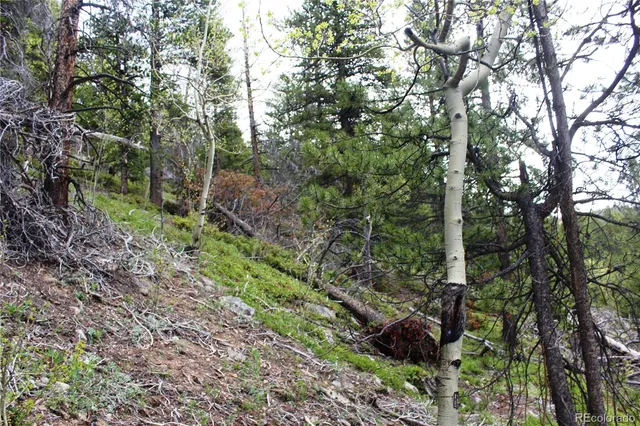 a view of a field with a tree in the background