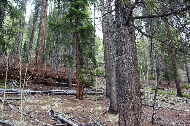 a view of a forest filled with trees