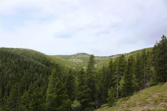 a view of a forest with a tree