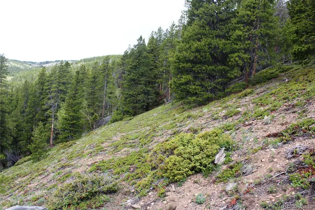 a view of a forest with a tree