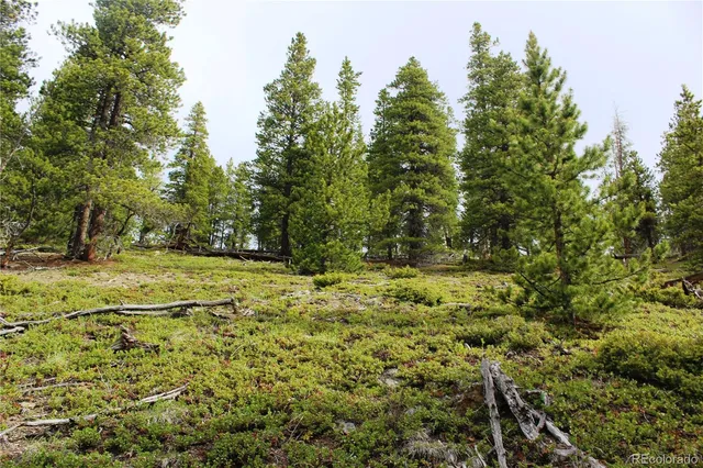 a view of a yard with a tree