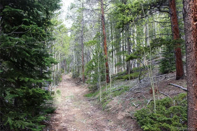 a view of a forest filled with trees