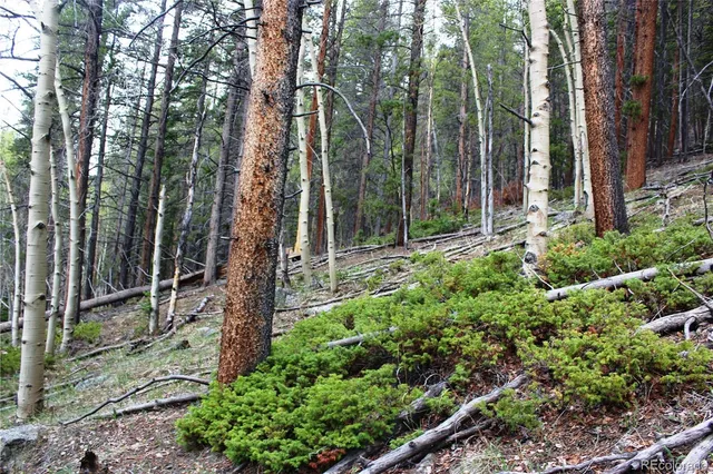 a view of a forest with a tree