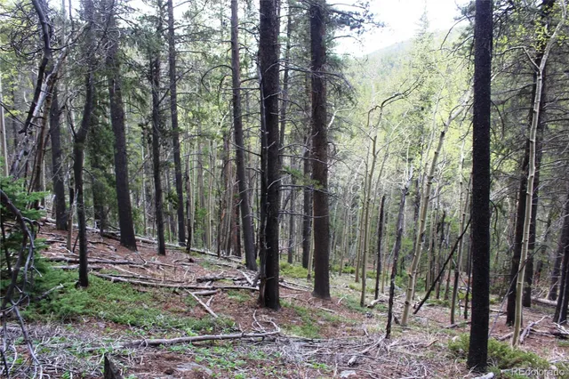 a view of a yard with large trees and a wooden fence