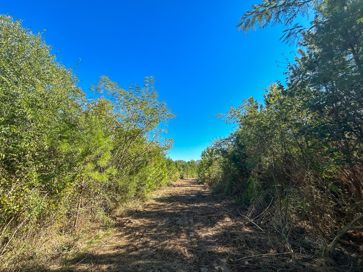 5 County Road 3121 Long Branch, TX 75669 - Photo 12 of 15