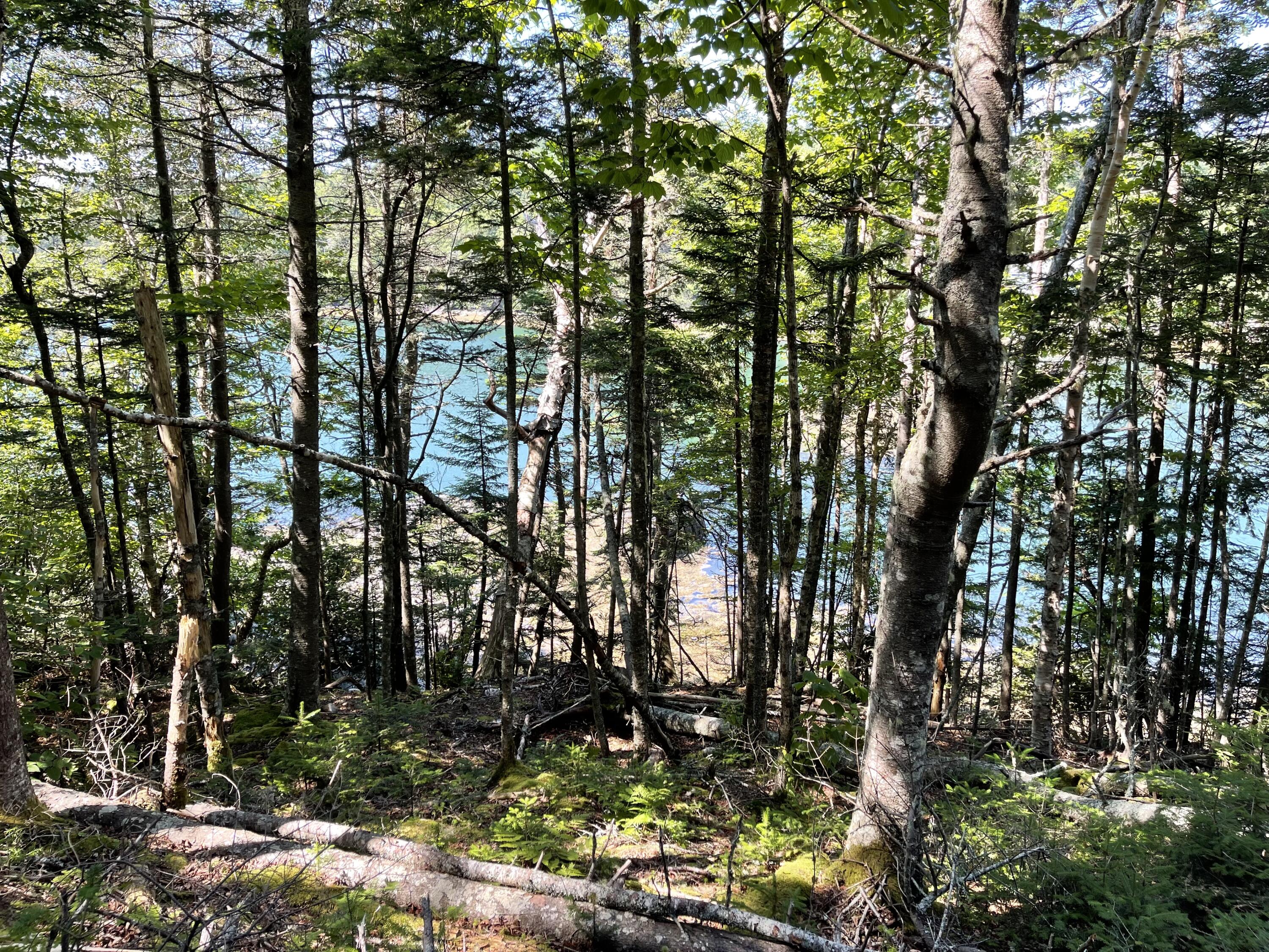 Xx Destiny Bay Road Cutler, ME 04626 - Photo 12 of 27 IMG_5719