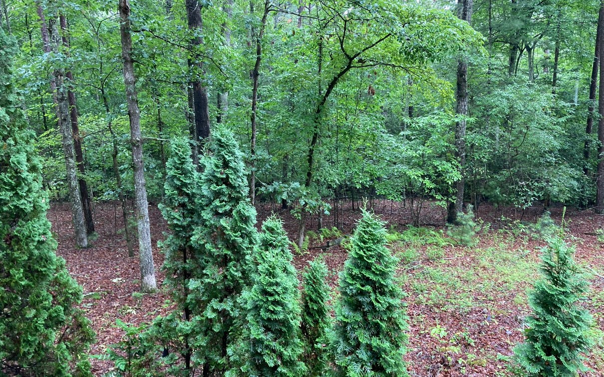 451 Johnson Road Murphy, NC 28906 - Photo 27 of 31 Additional View