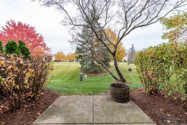 a view of a garden with plants and a large tree