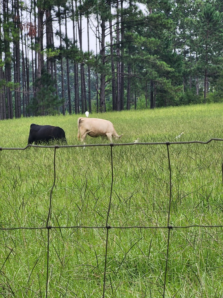 13962 Highway 95 Abbeville, AL 36310 - Photo 16 of 27