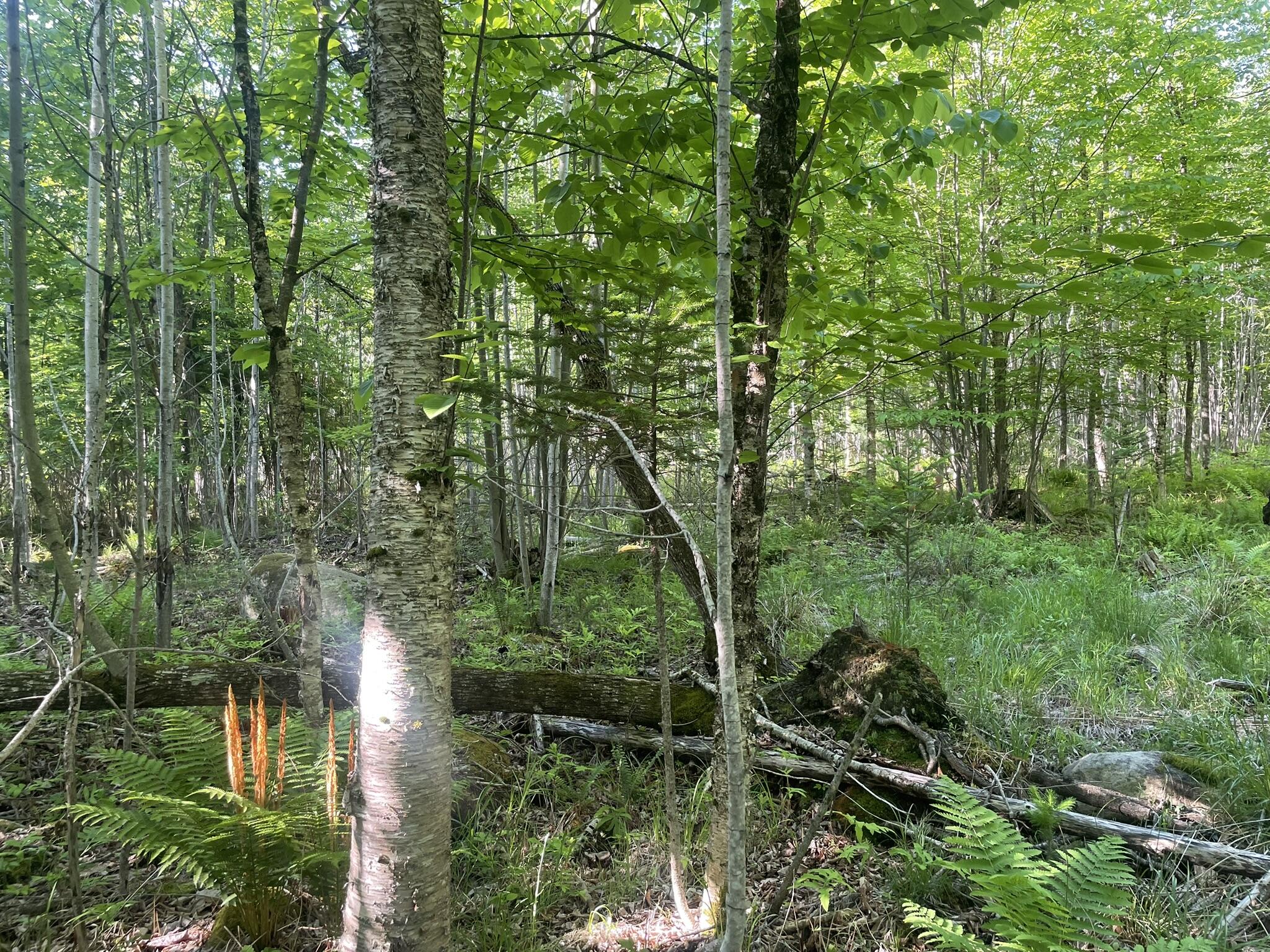 0 Macomber Road Readfield, ME 04355 - Photo 37 of 61 IMG_5672