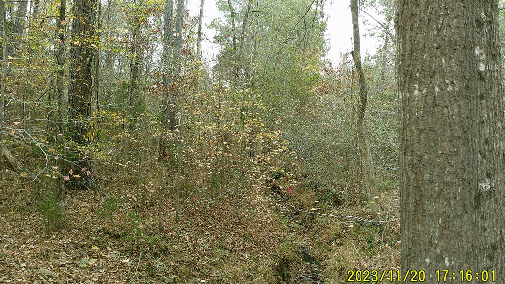 31-acres Upper Mill Road McCormick, SC 29835 - Photo 9 of 14