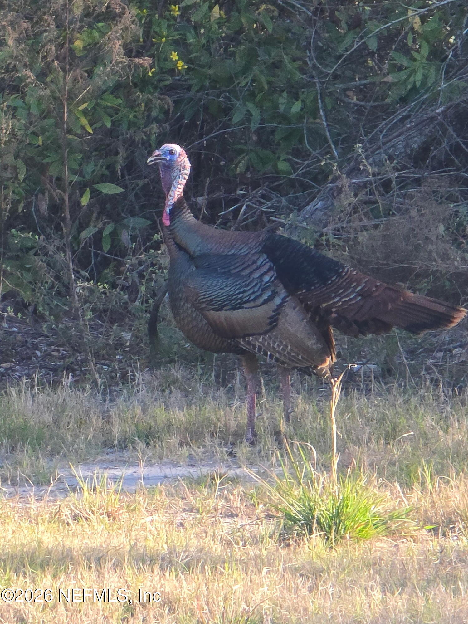 5012 Laurel Street Middleburg, FL 32068 - Photo 31 of 33 a close view of a sink