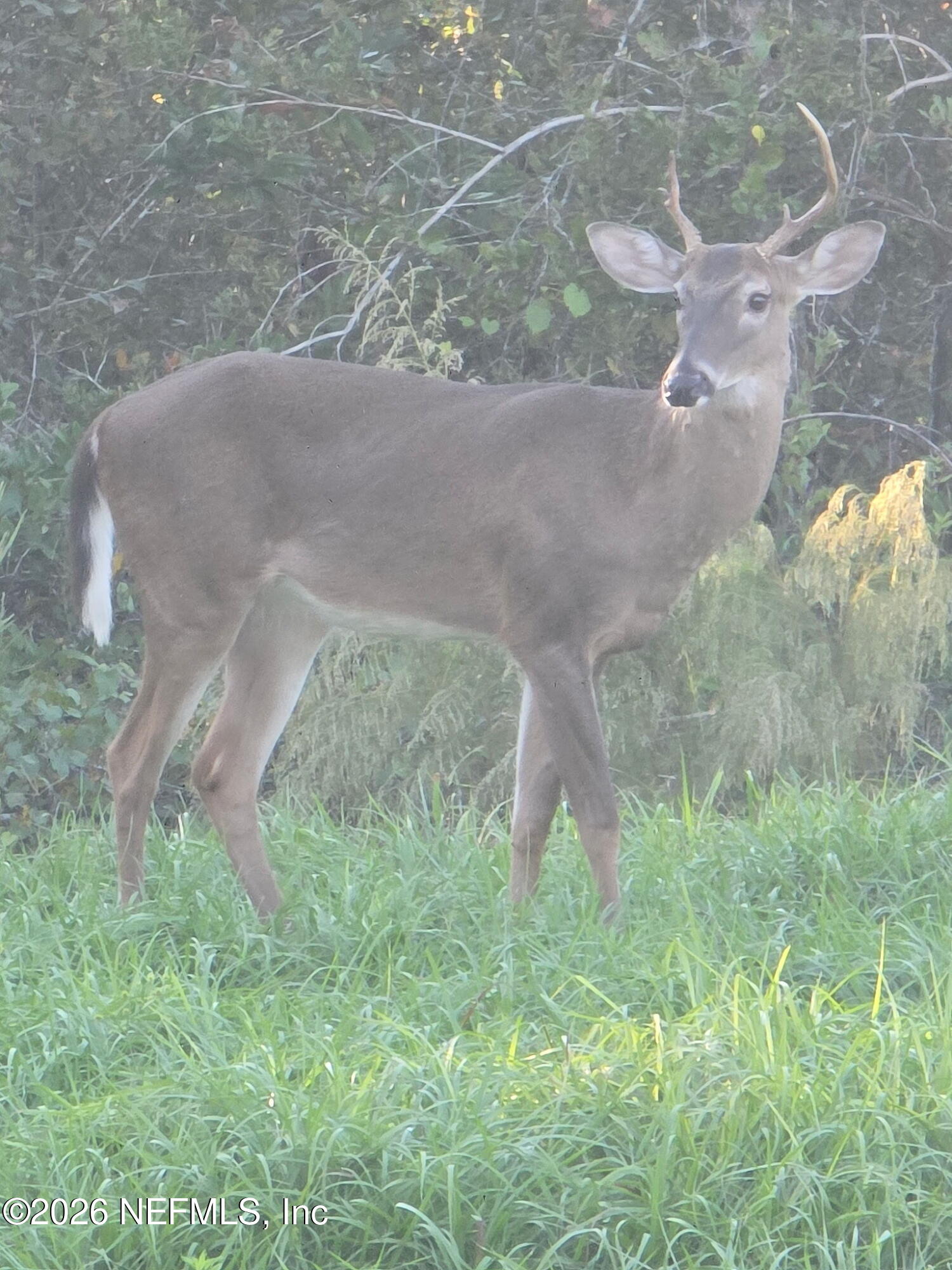 5012 Laurel Street Middleburg, FL 32068 - Photo 32 of 33 a view of a yard in a yard