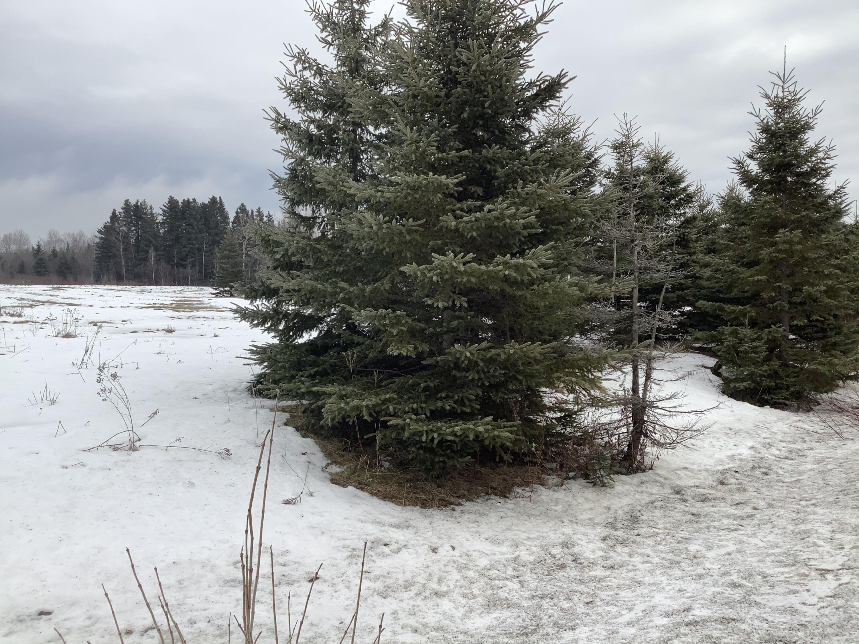 0 Lake Shore Road St. David, ME 04773 - Photo 3 of 16 88FB85E9-B1C2-4662-9725-4CE8957723B9