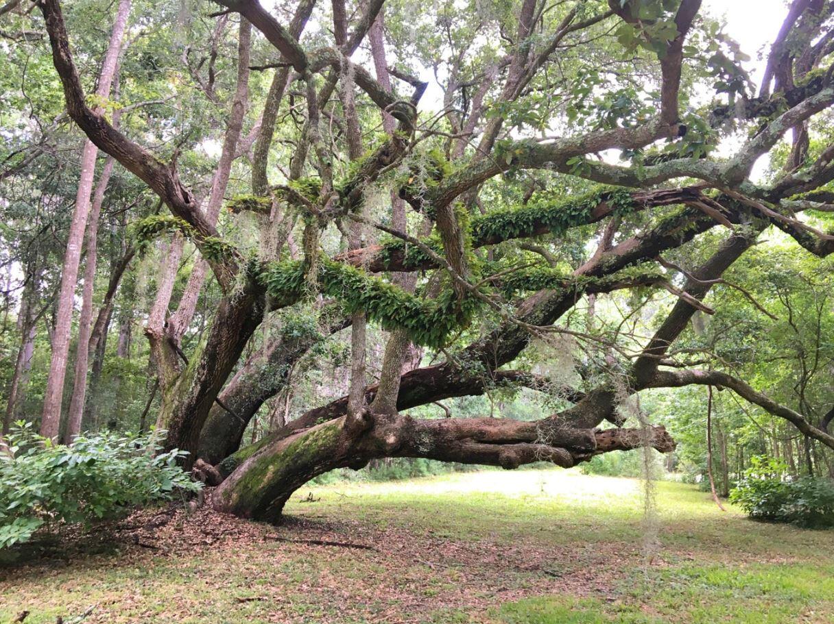 3577 Bohicket Road Johns Island, SC 29455 - Photo 1 of 7 3577 bohicket rd - tree