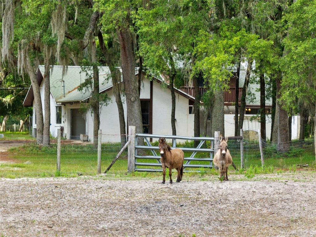 1142 Buckles Road Pierson, FL 32180 - Photo 28 of 34 a view of a park with a large tree