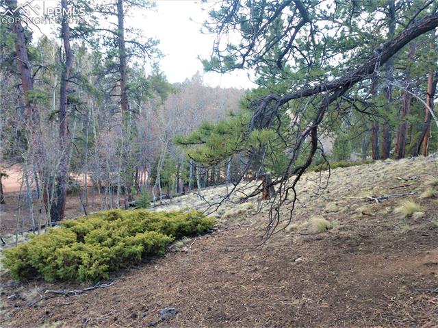 525 Cochetopa Road Florissant, CO 80816 - Photo 3 of 8 Gallery Image 3