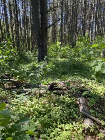 $79,900 | Lot 10-11 Rockwood Drive, Minocqua, WI 54548