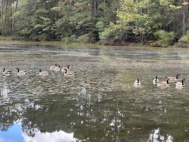 $545,000 | 233 Robin Hood Drive, Covington, LA 70433