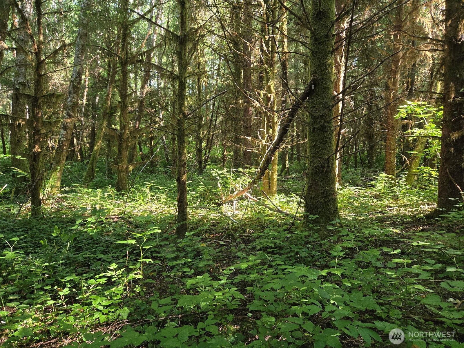 9999 Highway 110 Forks, WA 98331 - Photo 6 of 17 Gallery Image 6