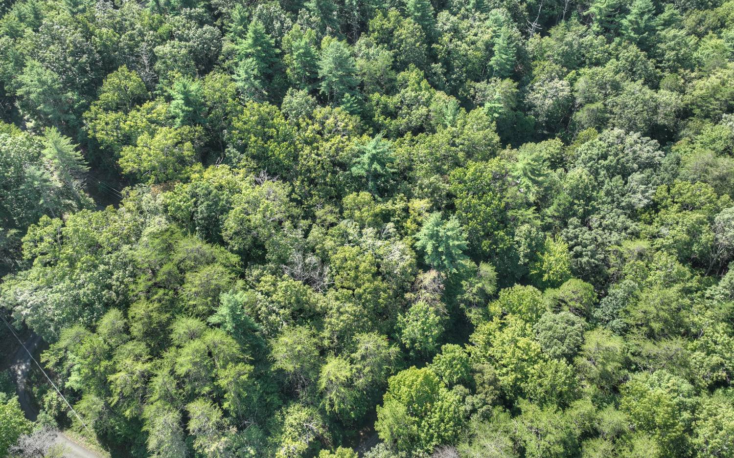 Lc136 Walnut Mountain Road Ellijay, GA 30536 - Photo 14 of 20 Additional View