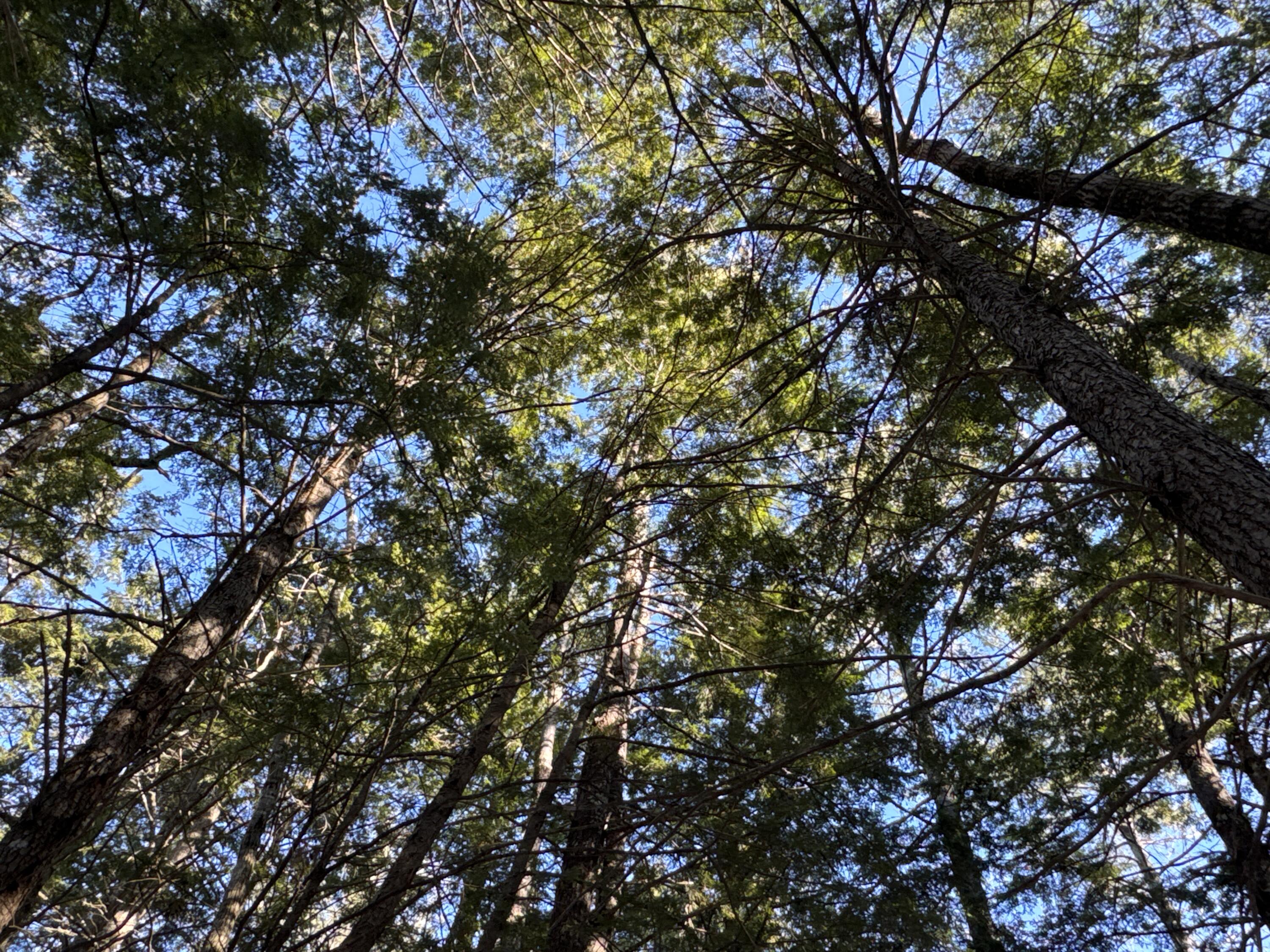 Mapr3-lot36 Foxboro Road Lovell, ME 04051 - Photo 13 of 25 IMG_5473