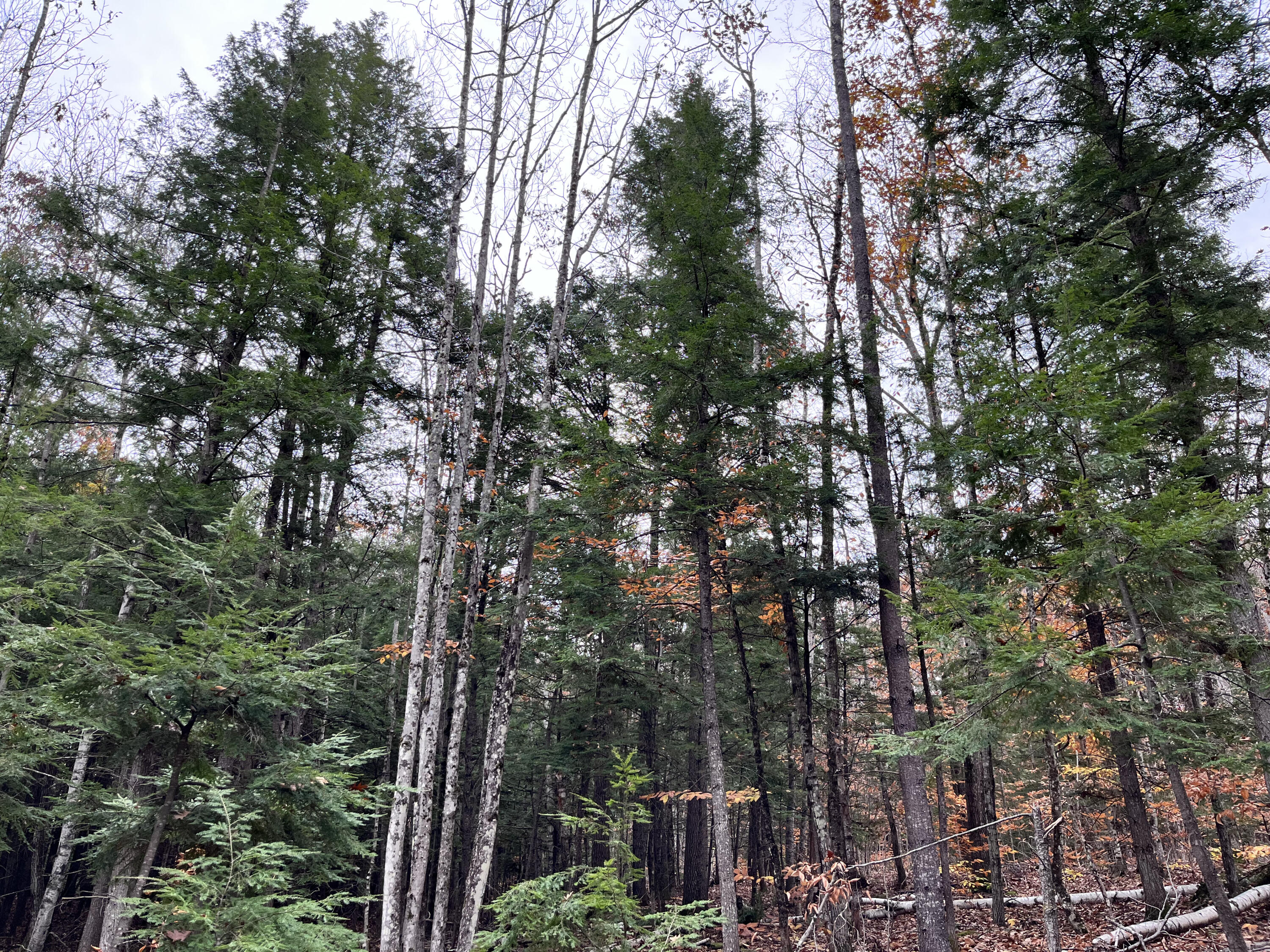 Mapr3-lot36 Foxboro Road Lovell, ME 04051 - Photo 15 of 25 Mature tree growth