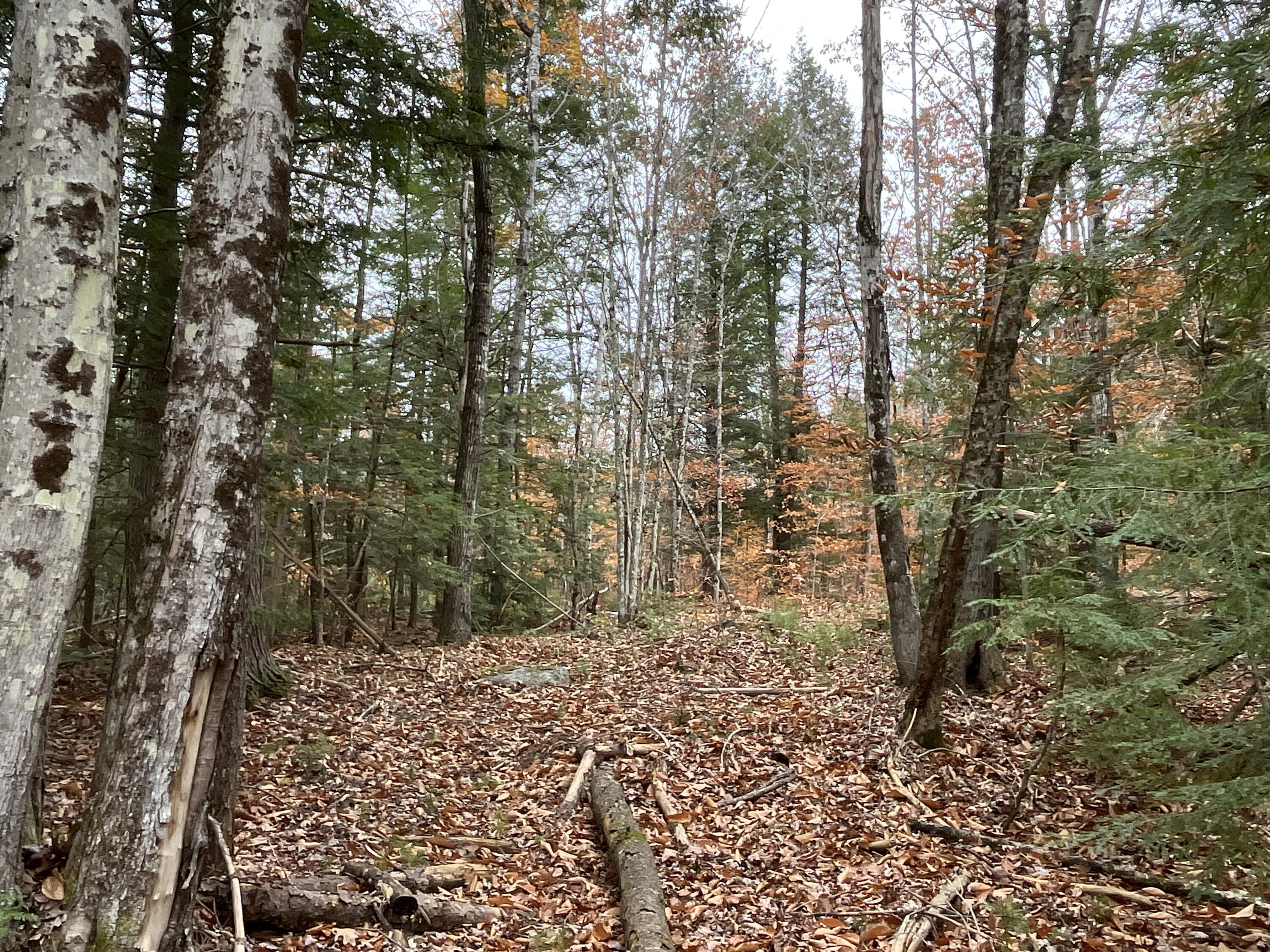 Mapr3-lot36 Foxboro Road Lovell, ME 04051 - Photo 17 of 25 Old logging roads cross the lot