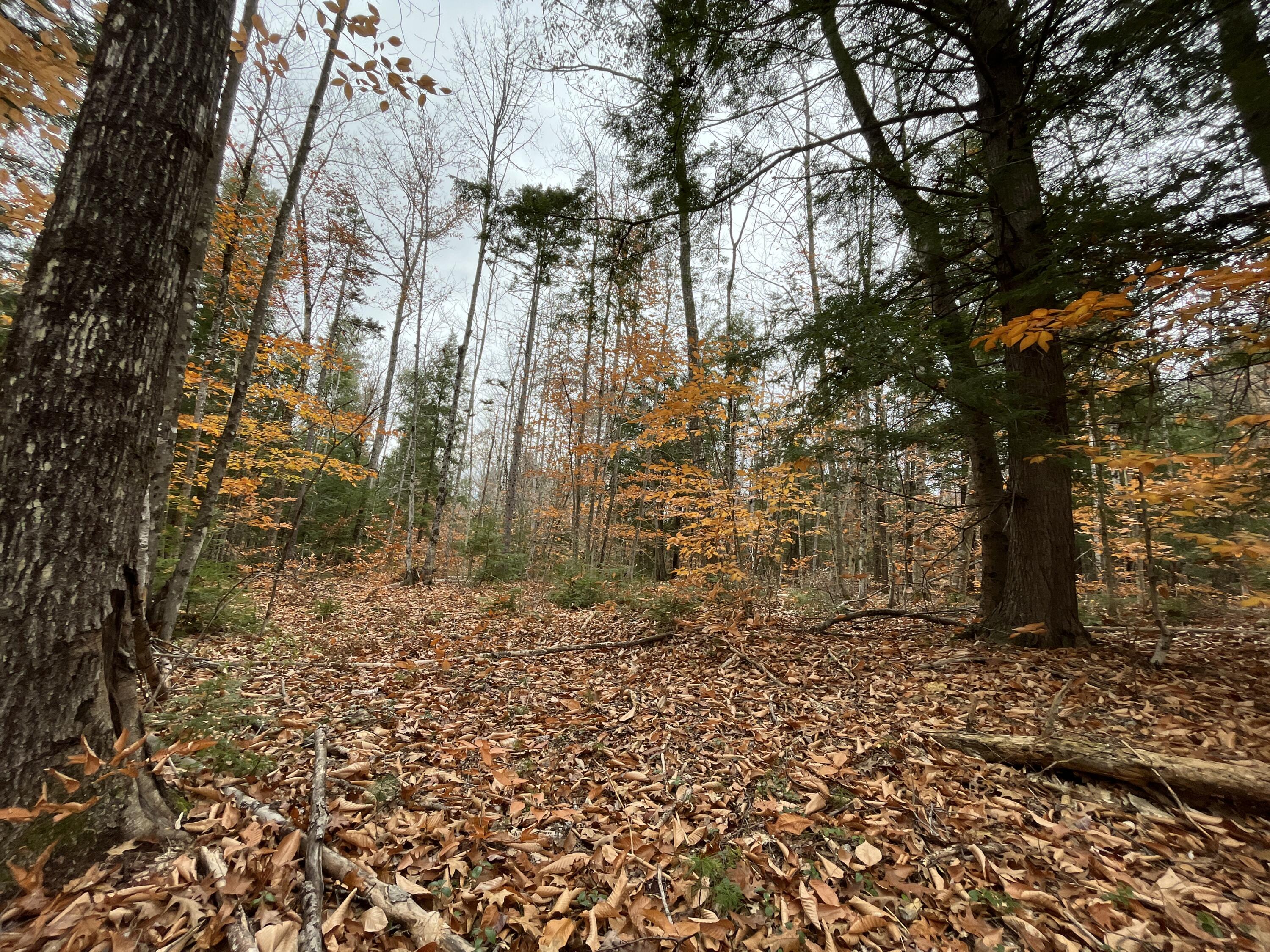 Mapr3-lot36 Foxboro Road Lovell, ME 04051 - Photo 18 of 25 Old logging roads cross the lot
