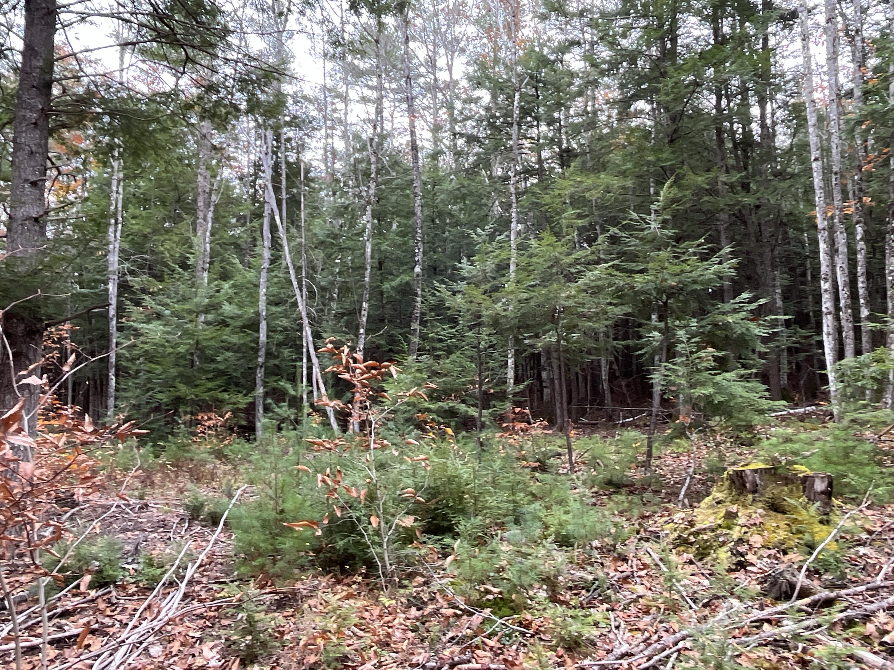 Mapr3-lot36 Foxboro Road Lovell, ME 04051 - Photo 19 of 25 Old logging roads cross the lot