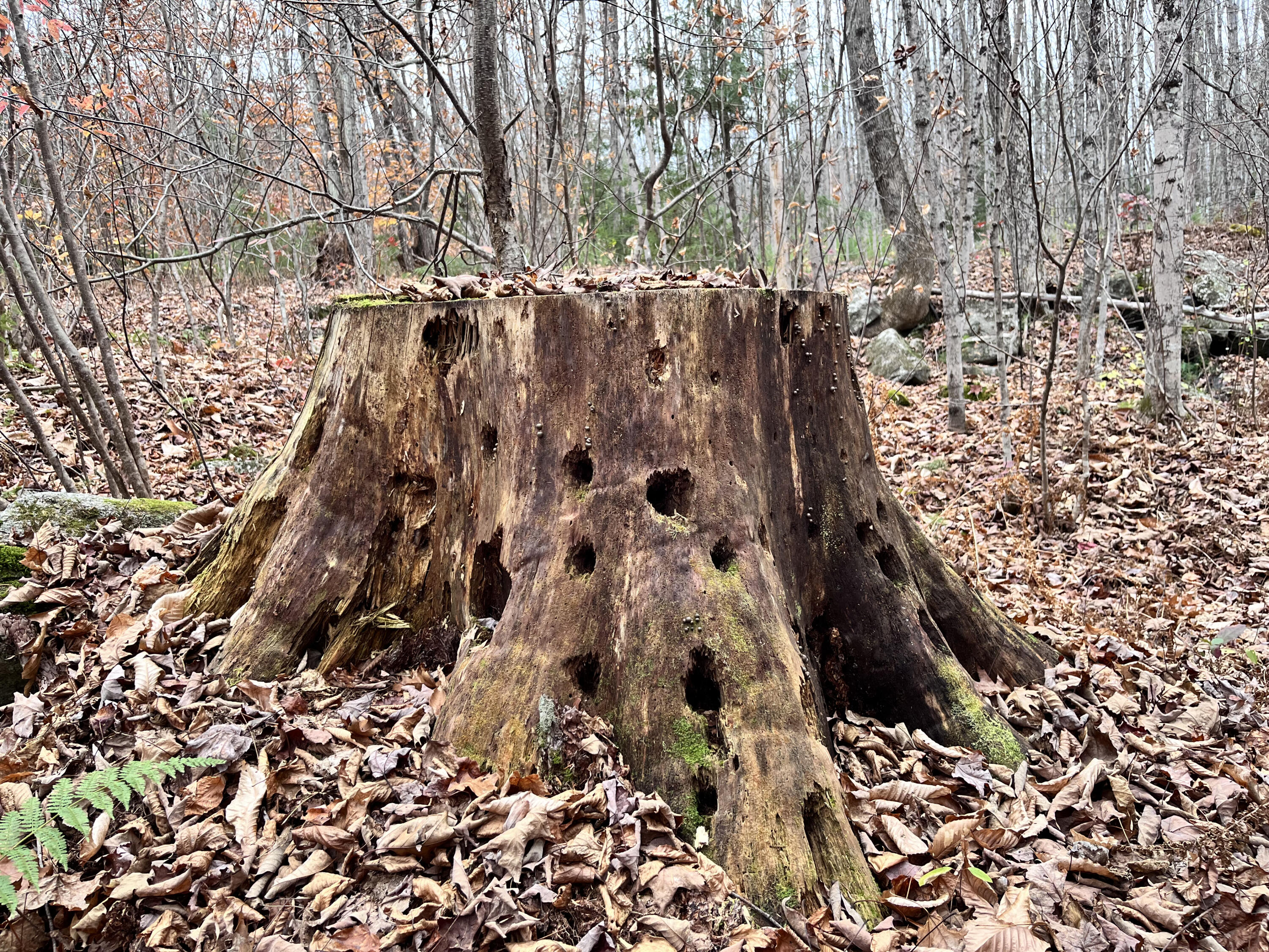 Mapr3-lot36 Foxboro Road Lovell, ME 04051 - Photo 22 of 25 wildlife stump