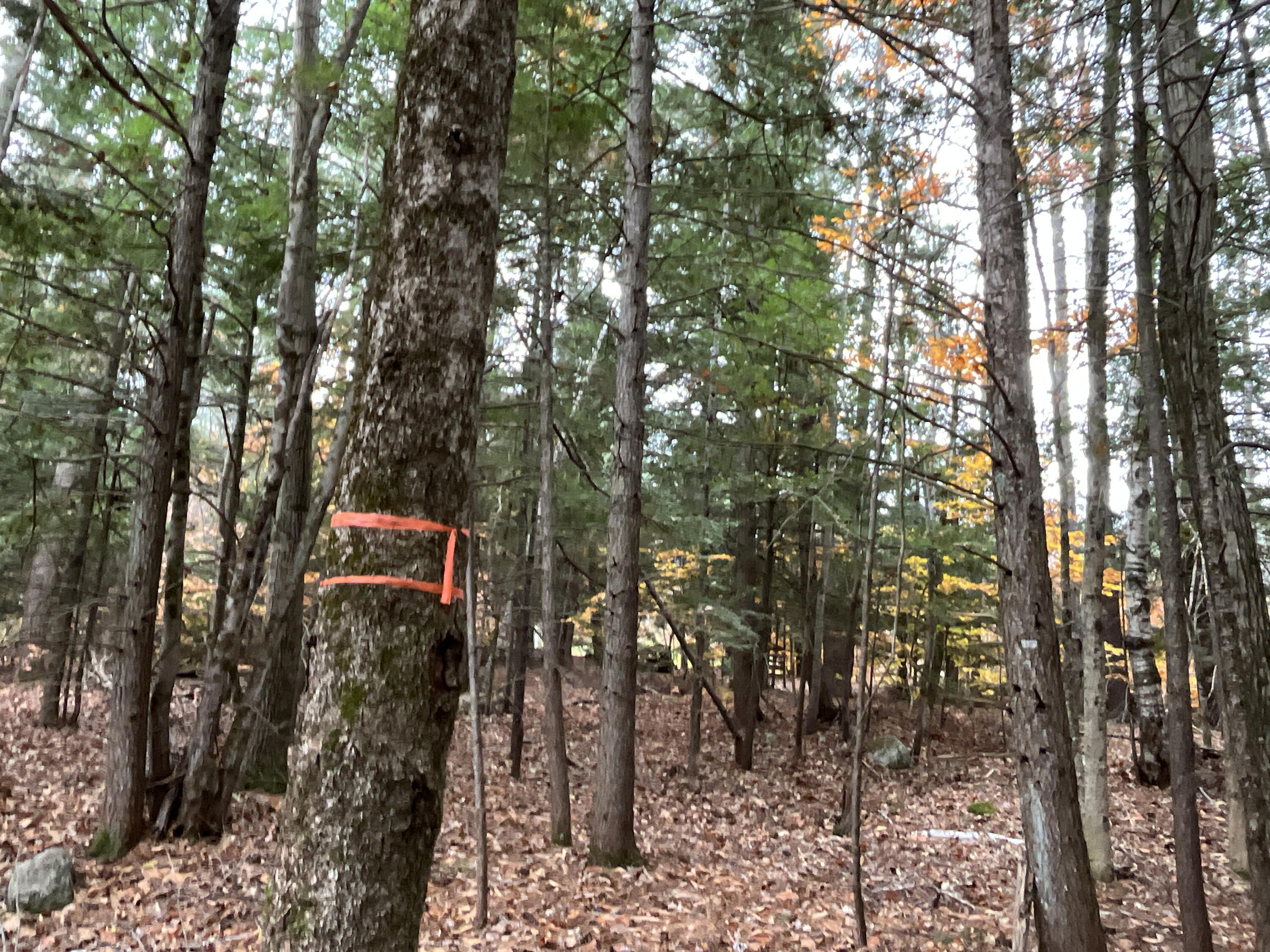 Mapr3-lot36 Foxboro Road Lovell, ME 04051 - Photo 24 of 25 Boundary lines are marked