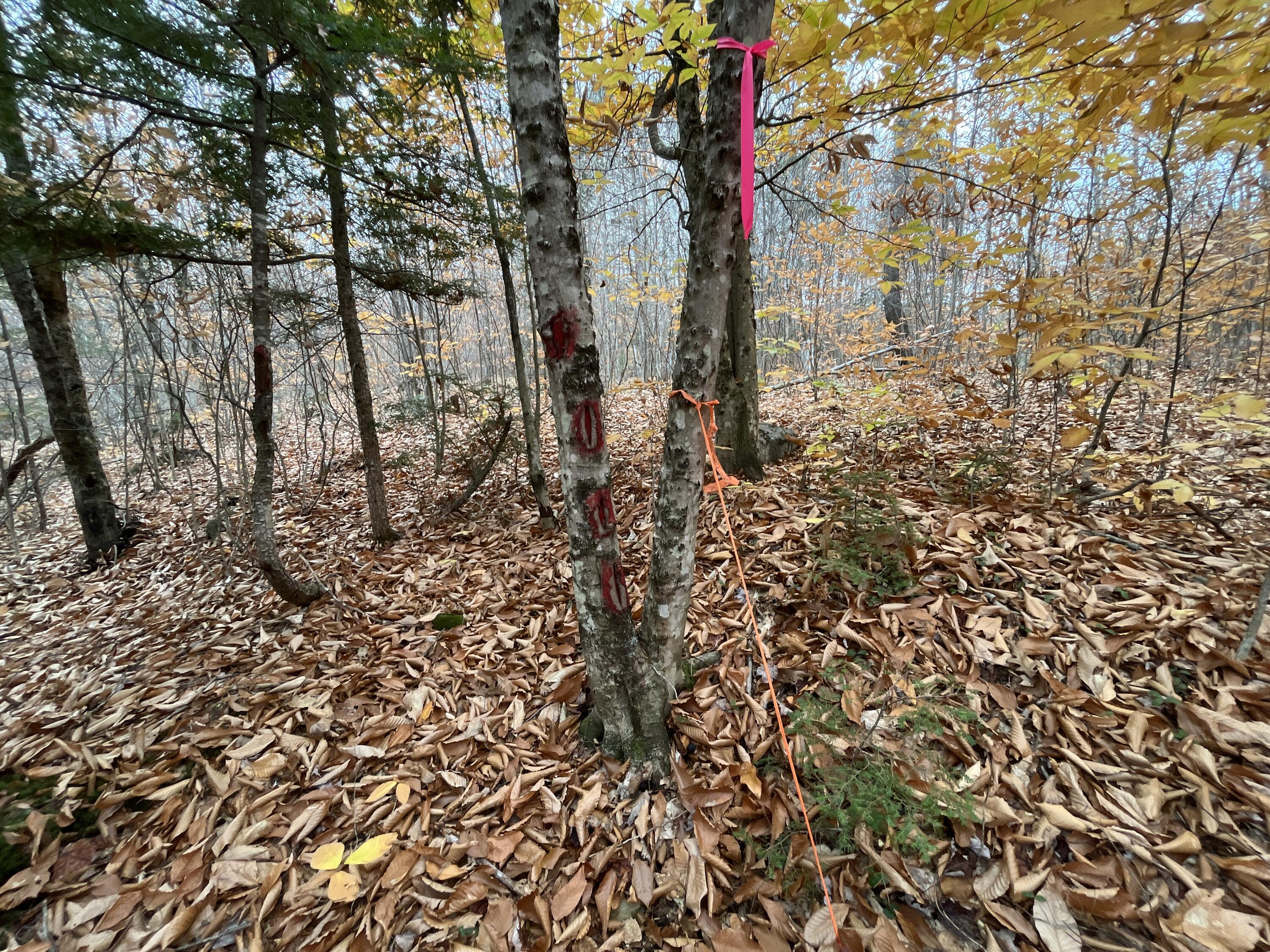 Mapr3-lot36 Foxboro Road Lovell, ME 04051 - Photo 25 of 25 Boundary lines are marked