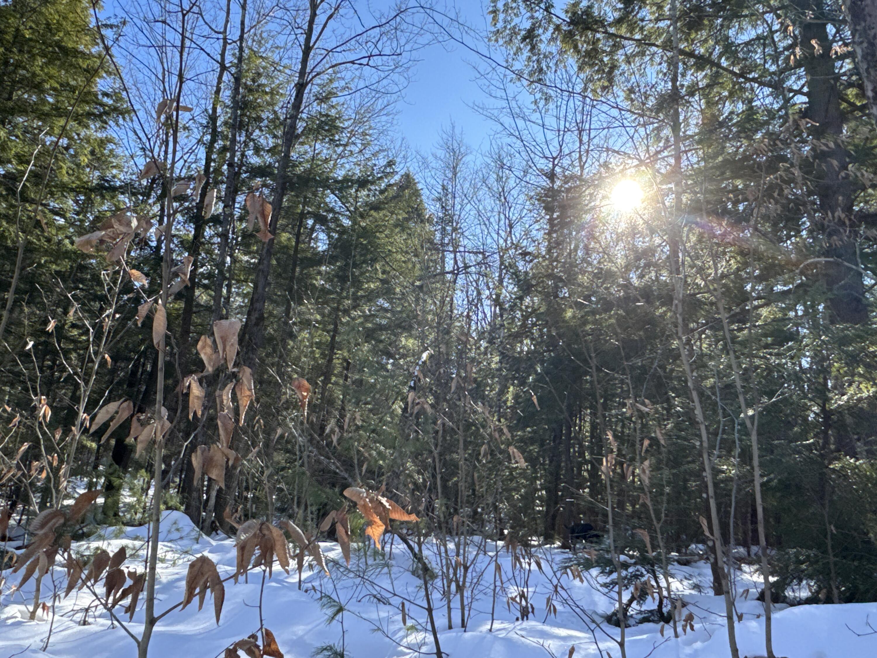 Mapr3-lot36 Foxboro Road Lovell, ME 04051 - Photo 4 of 25 IMG_5457