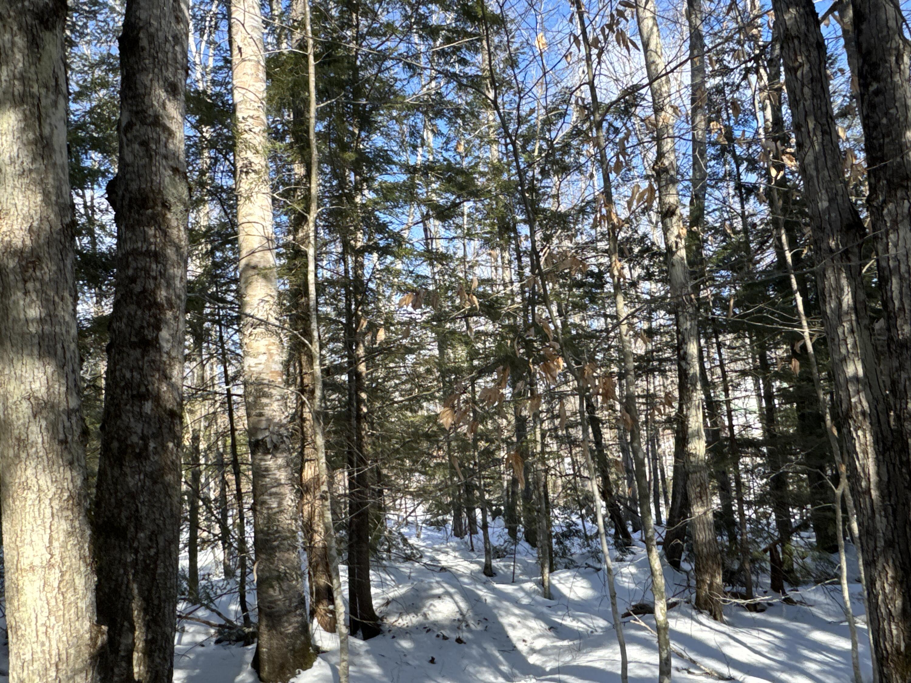 Mapr3-lot36 Foxboro Road Lovell, ME 04051 - Photo 6 of 25 IMG_5438