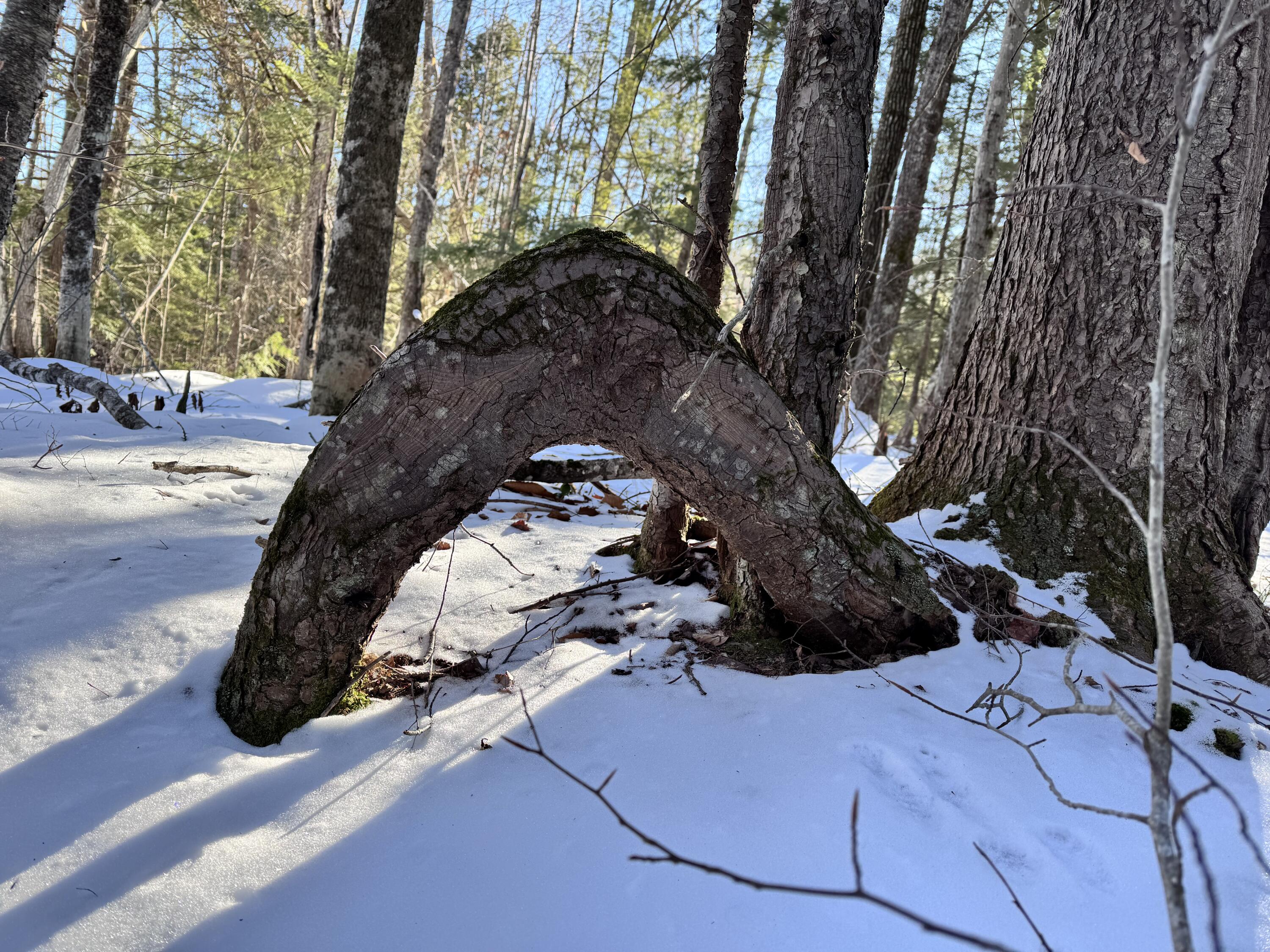 Mapr3-lot36 Foxboro Road Lovell, ME 04051 - Photo 8 of 25 IMG_5491
