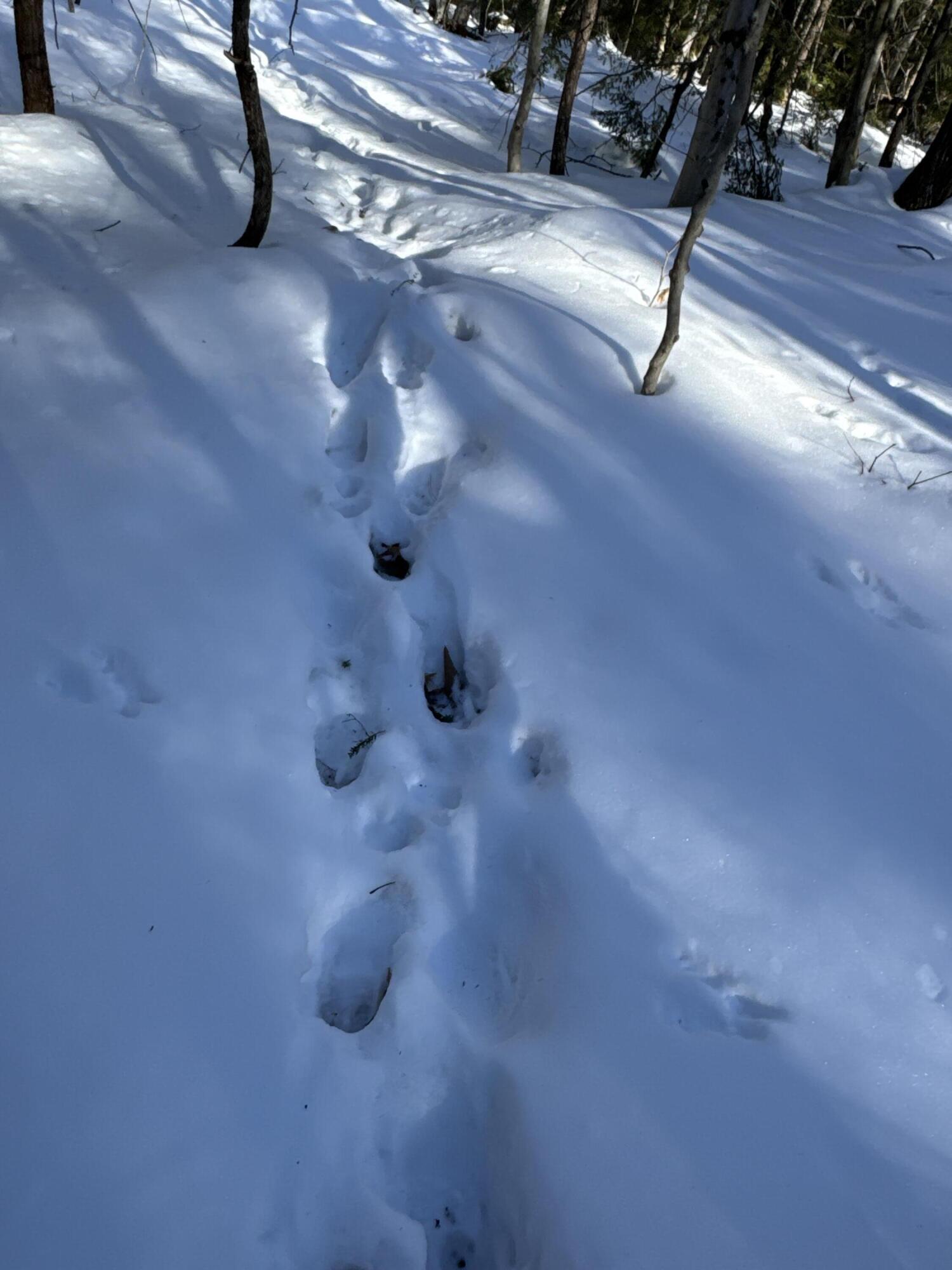Mapr3-lot36 Foxboro Road Lovell, ME 04051 - Photo 10 of 25 IMG_5463