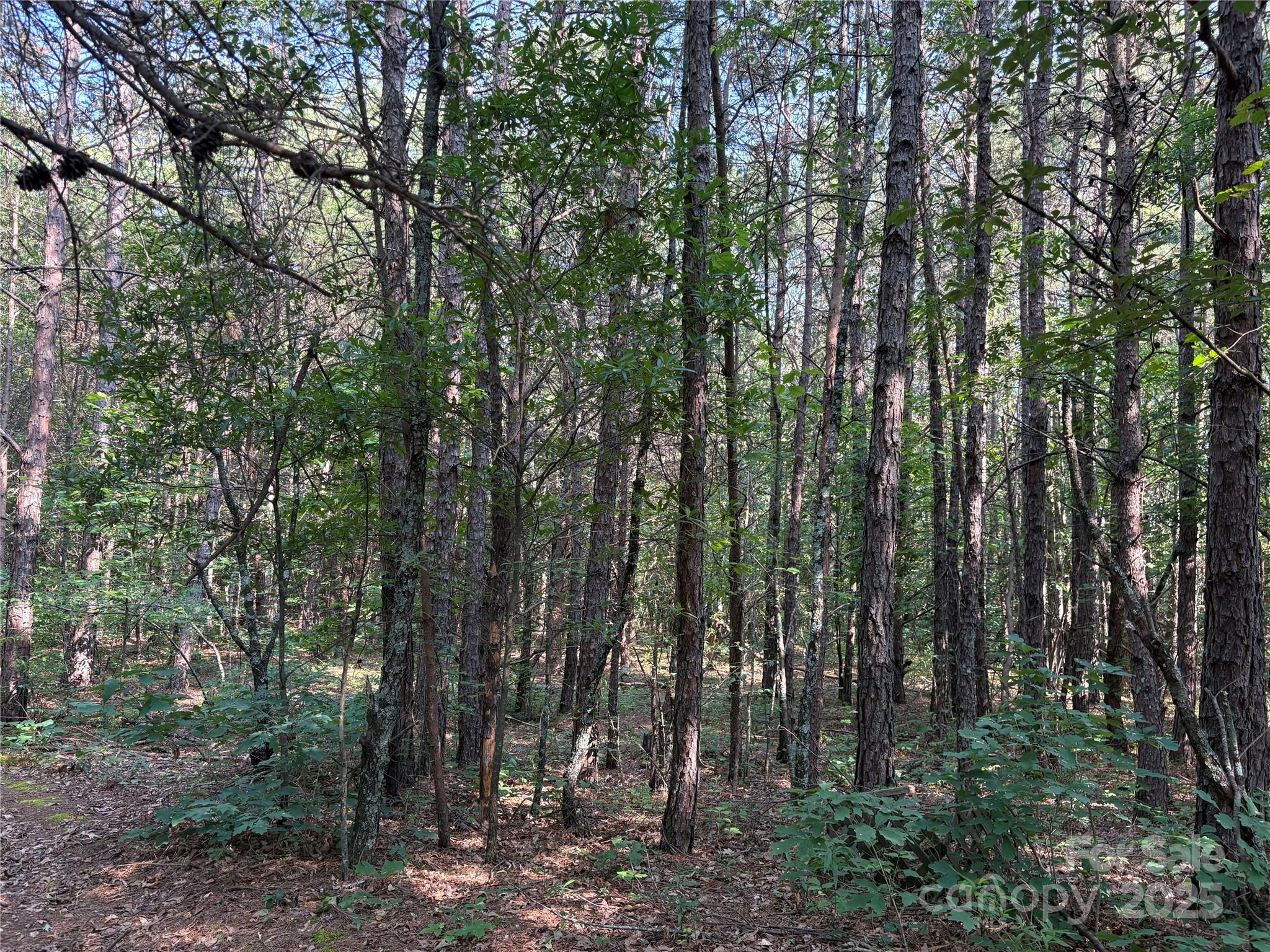 0 Richey Road Taylorsville, NC 28681 - Photo 5 of 7 Gallery Image 5