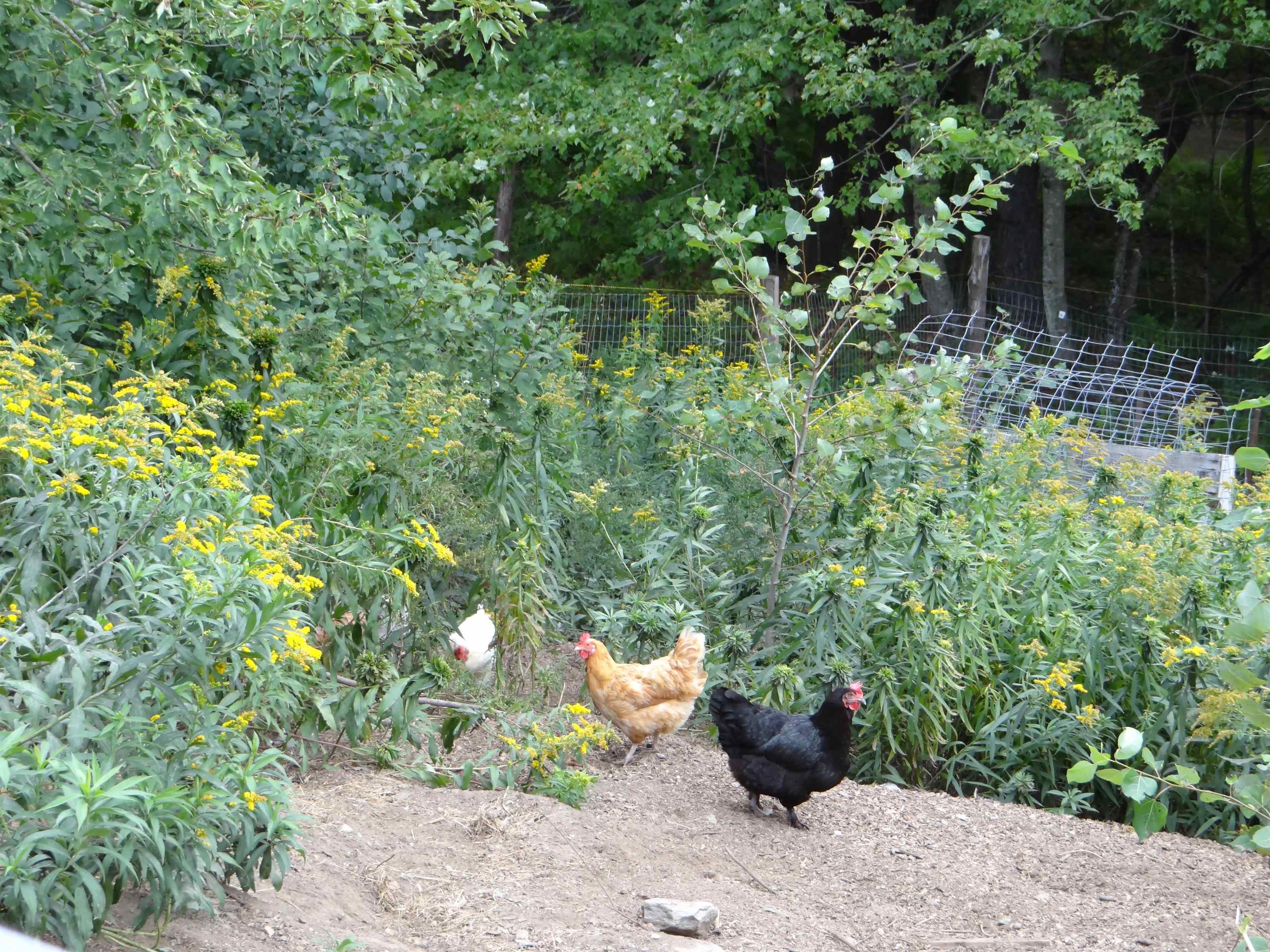 647 Pero Hill Road Thetford, VT 05075 - Photo 56 of 59