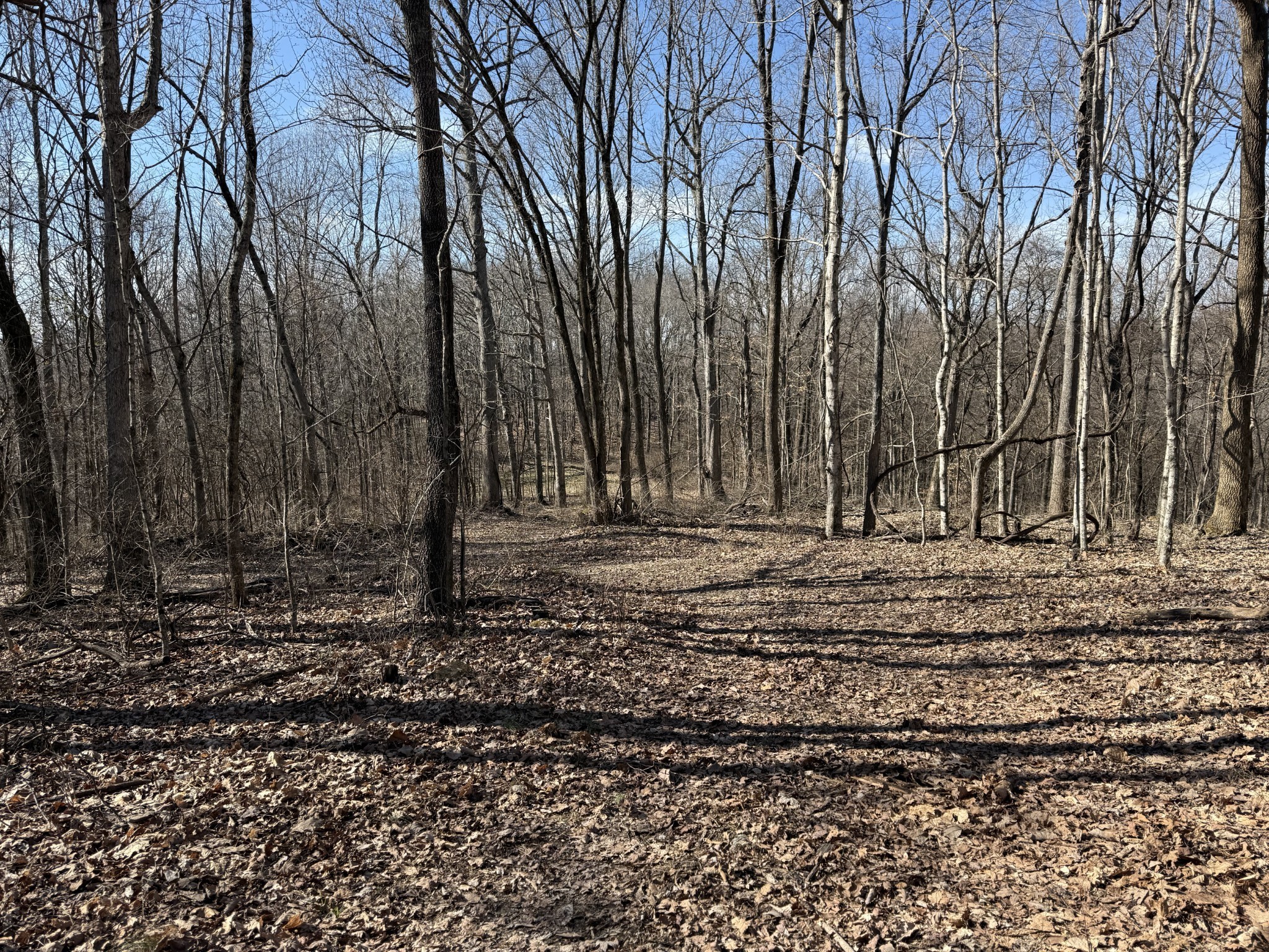 0 Hester Beasley Road Nashville, TN 37221 - Photo 1 of 56 a view of a backyard with large trees