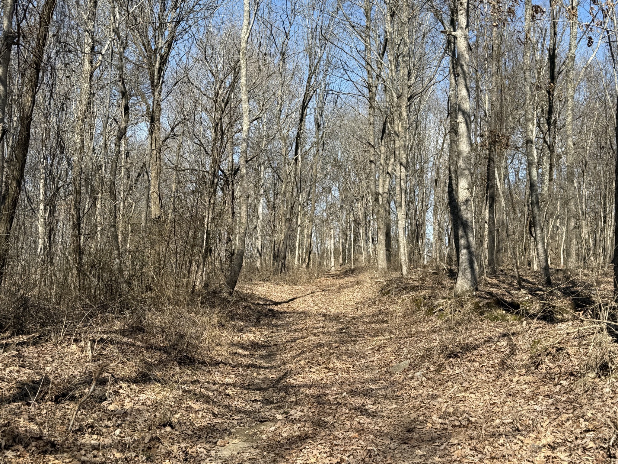 0 Hester Beasley Road Nashville, TN 37221 - Photo 12 of 56 a view of a yard with trees