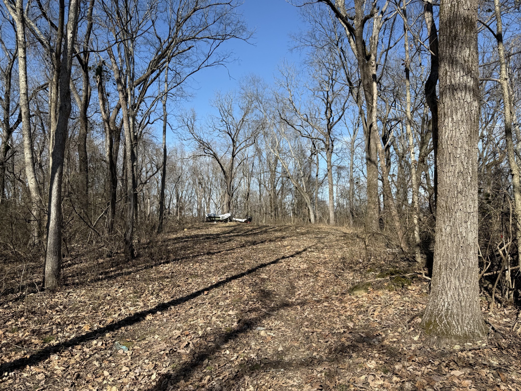 0 Hester Beasley Road Nashville, TN 37221 - Photo 15 of 56 a view of a yard with large trees
