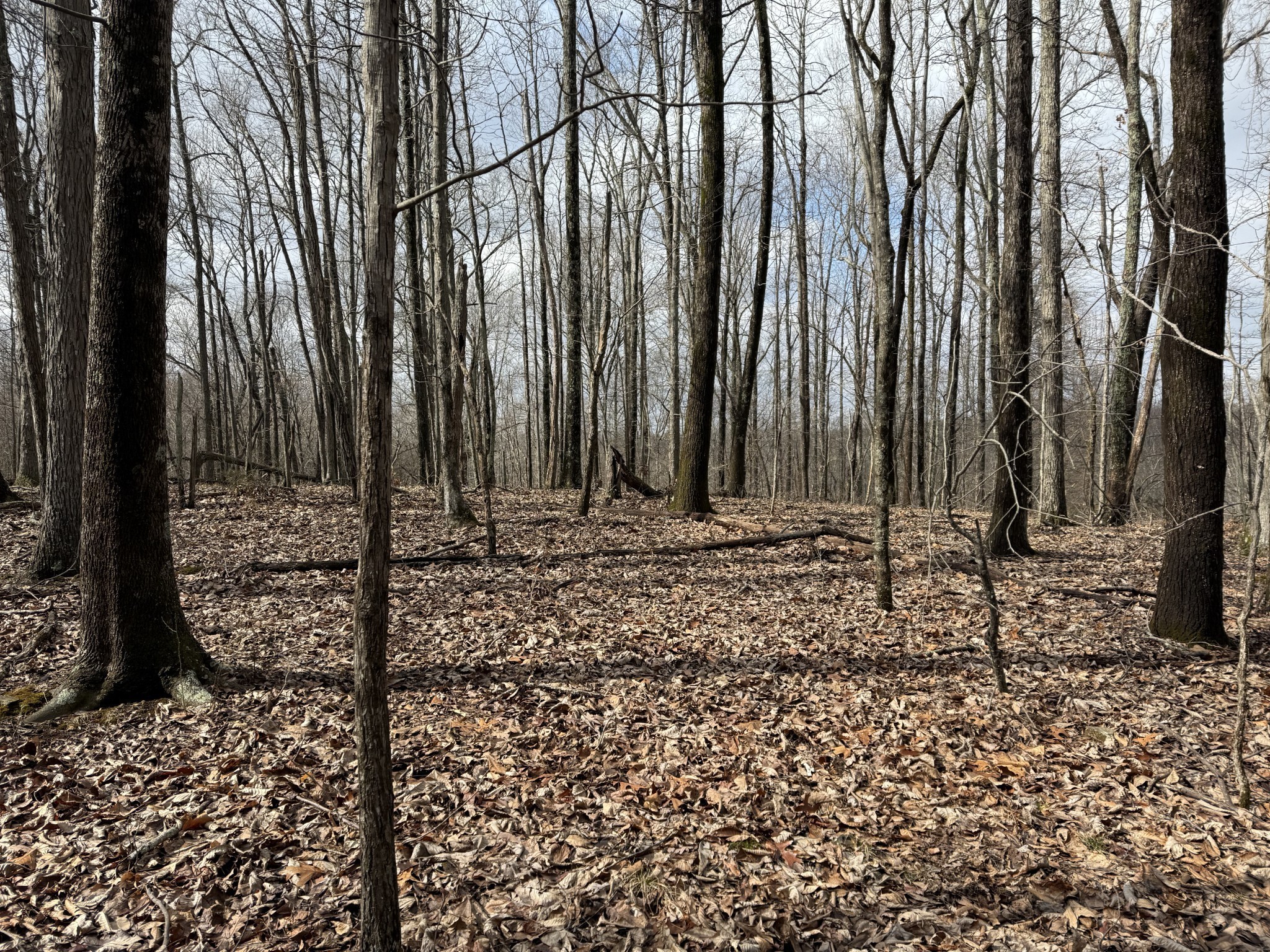 0 Hester Beasley Road Nashville, TN 37221 - Photo 2 of 56 a view of a backyard with large trees