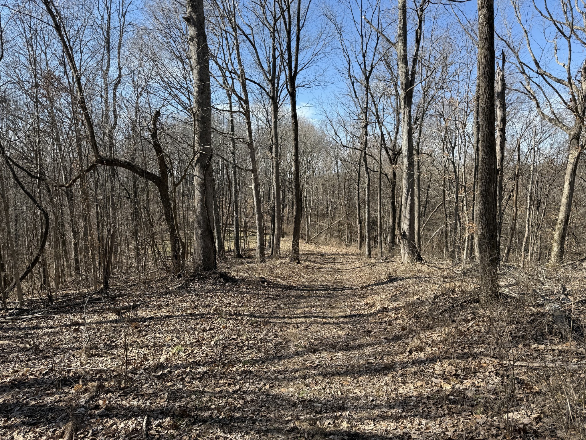 0 Hester Beasley Road Nashville, TN 37221 - Photo 21 of 56 a view of a backyard with large trees