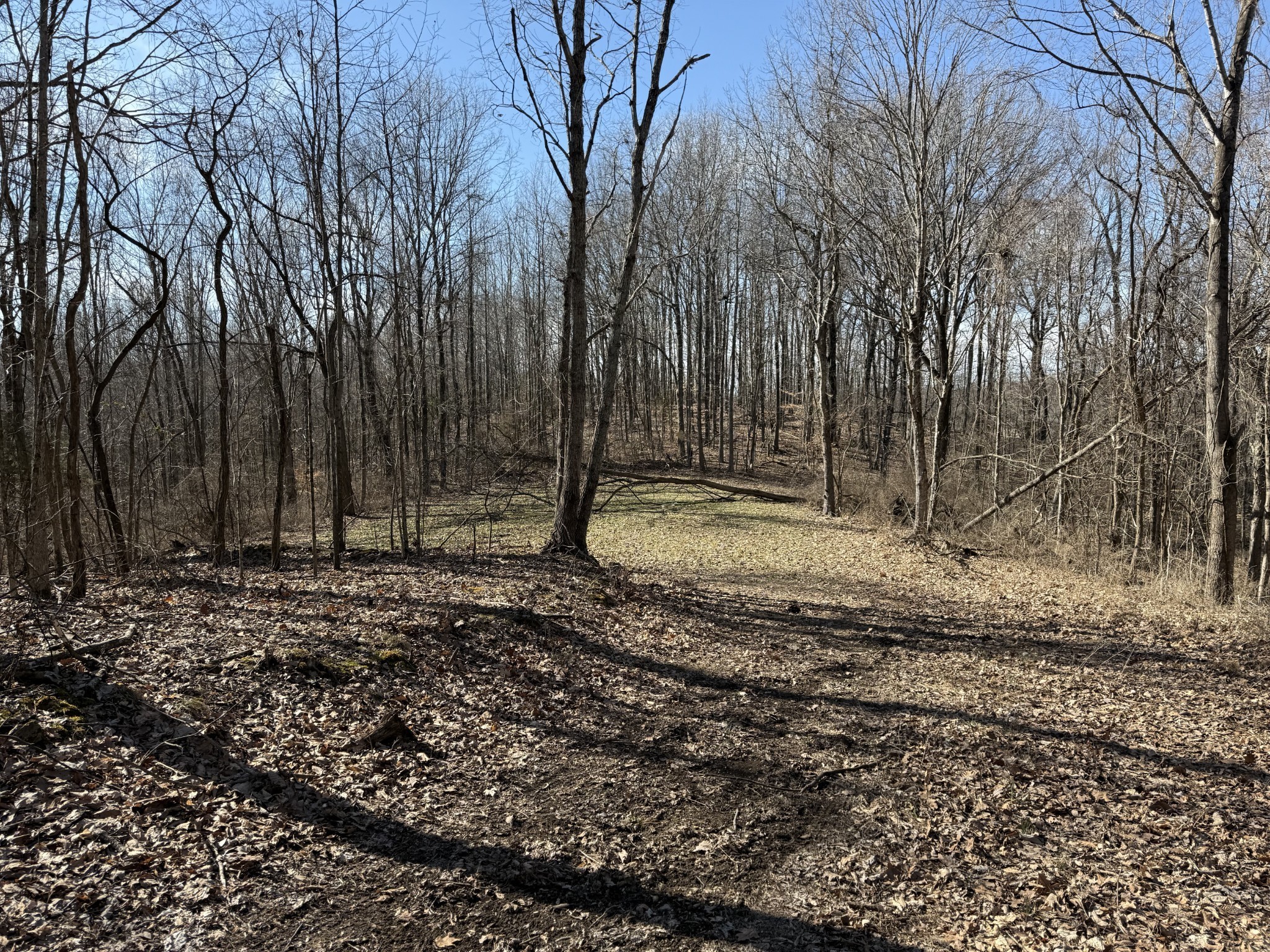 0 Hester Beasley Road Nashville, TN 37221 - Photo 22 of 56 a backyard of a house with lots of green space