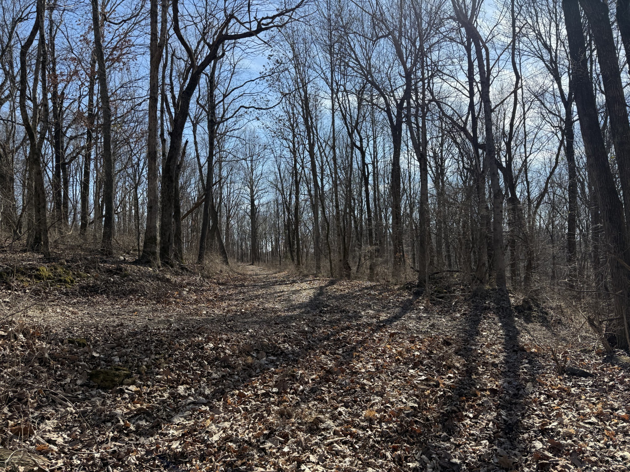 0 Hester Beasley Road Nashville, TN 37221 - Photo 26 of 56 a view of outdoor space with trees
