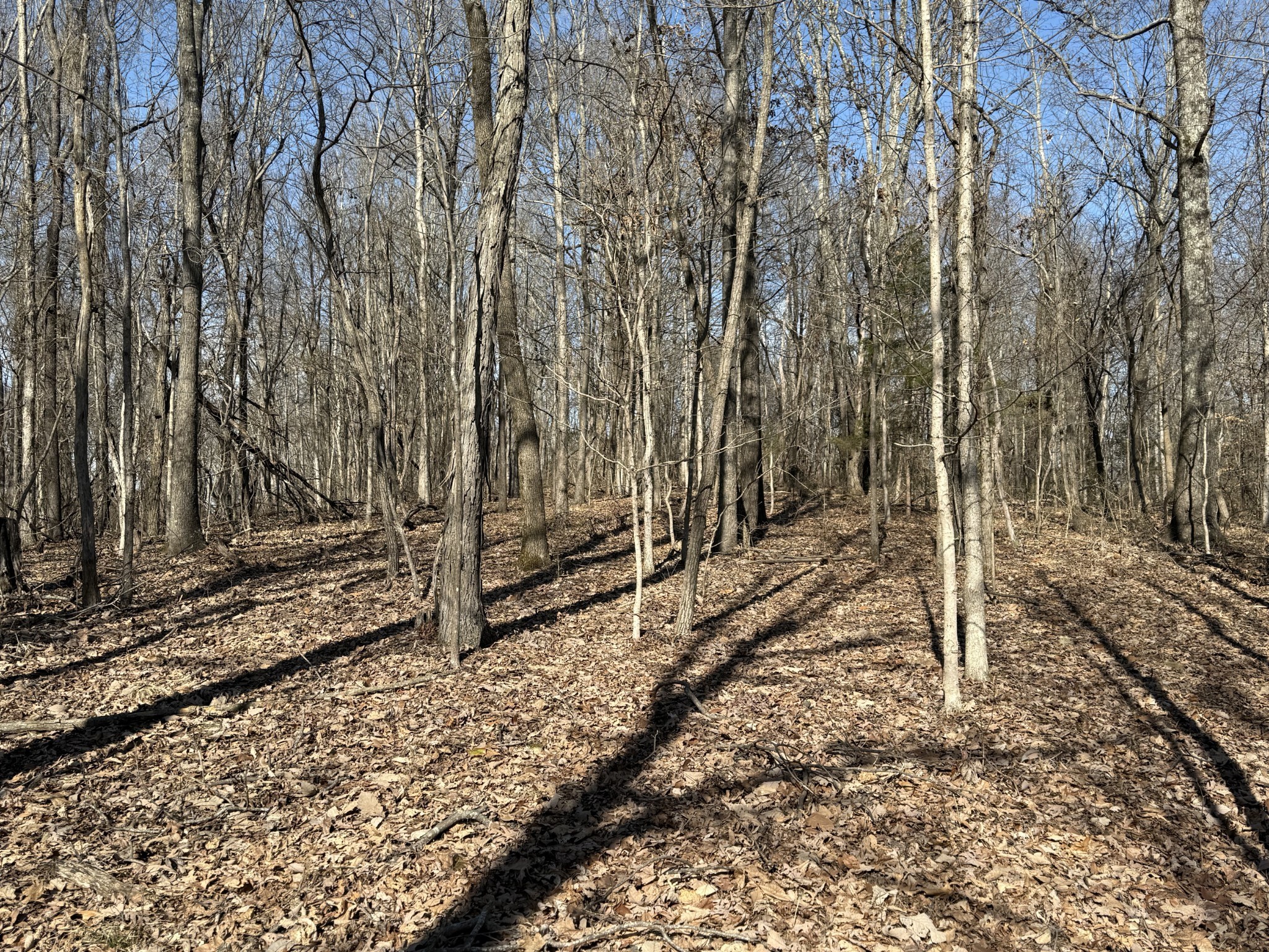 0 Hester Beasley Road Nashville, TN 37221 - Photo 27 of 56 a backyard of a house with lots of green space