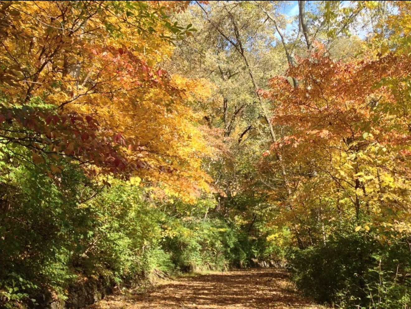 0 Hester Beasley Road Nashville, TN 37221 - Photo 45 of 56 a view of under tree