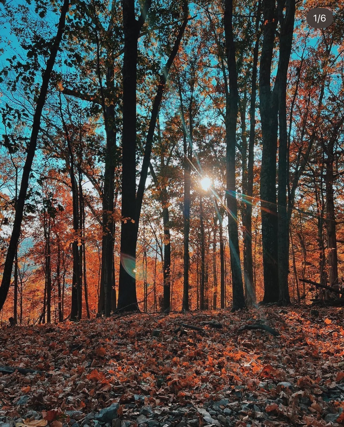 0 Hester Beasley Road Nashville, TN 37221 - Photo 49 of 56 a view of a yard with large trees
